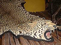 Leopard skin