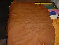 Ostrich leather